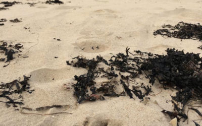 Fotokonkurss LATVIJĀ (pie)DZĪVOT